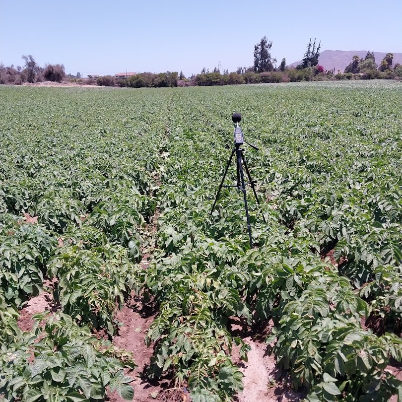 Crop monitoring equipment positioned among rows of field-grown plants